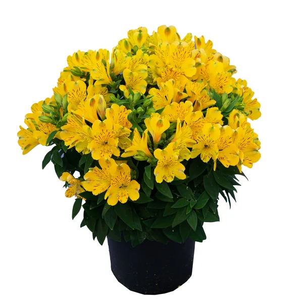 Alstroemeria Inca Aurelia