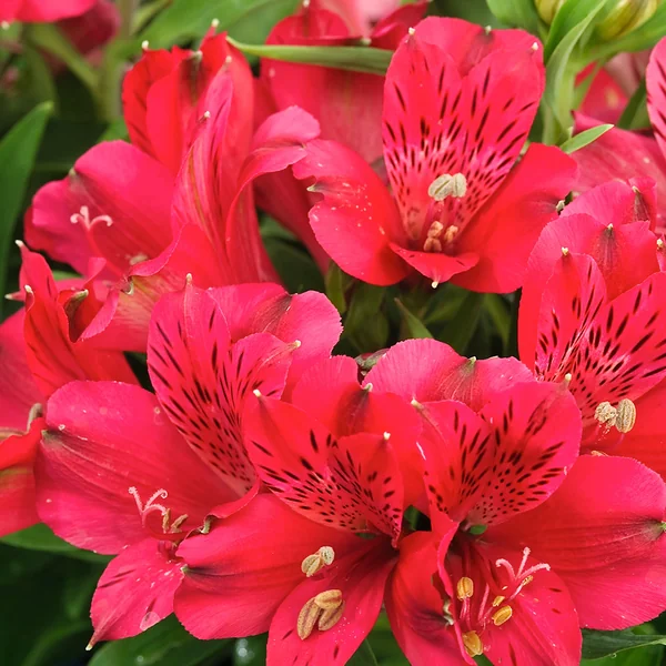 Alstroemeria Inca Bandit