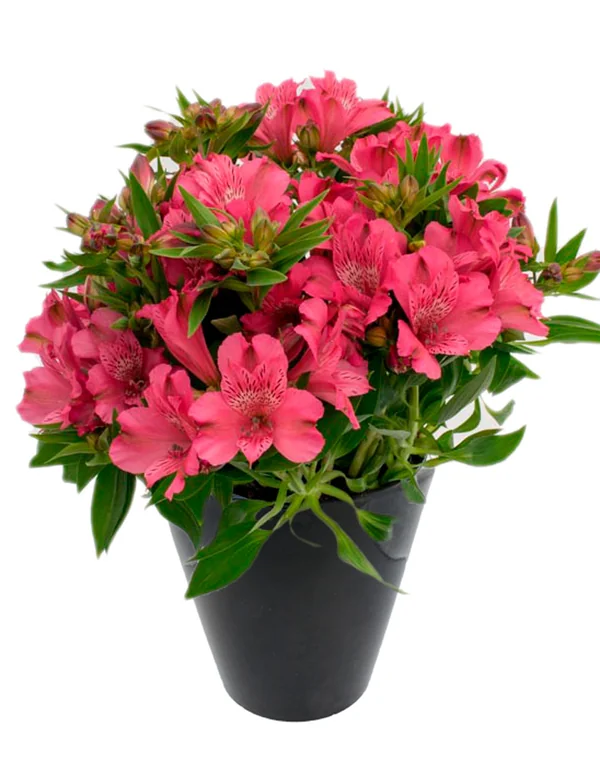 Alstroemeria Inca Candy
