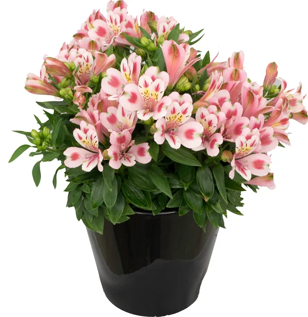 Alstroemeria Inca Flamingo