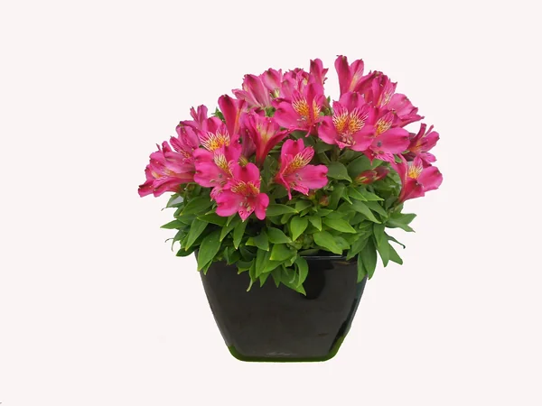 Alstroemeria Inca Goal