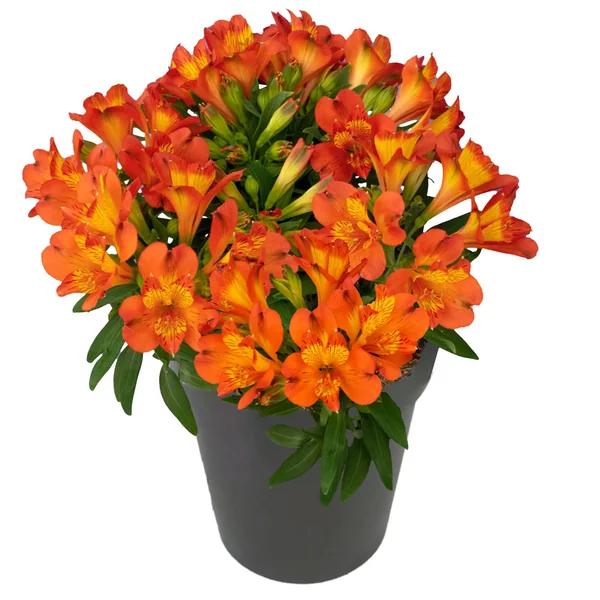 Alstroemeria Inca Holland