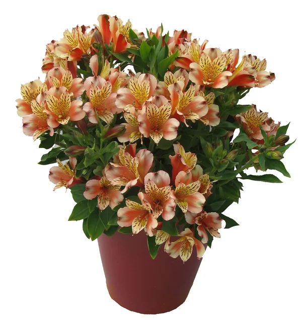 Alstroemeria Inca Husky