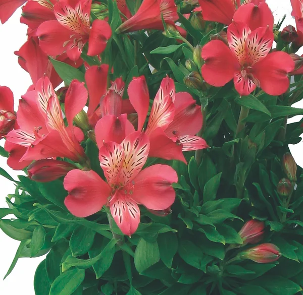 Alstroemeria Inca Lolly