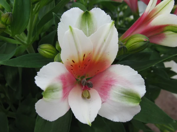 Alstroemeria Inca Lucky