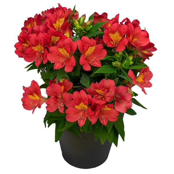 Alstroemeria Inca Margarita