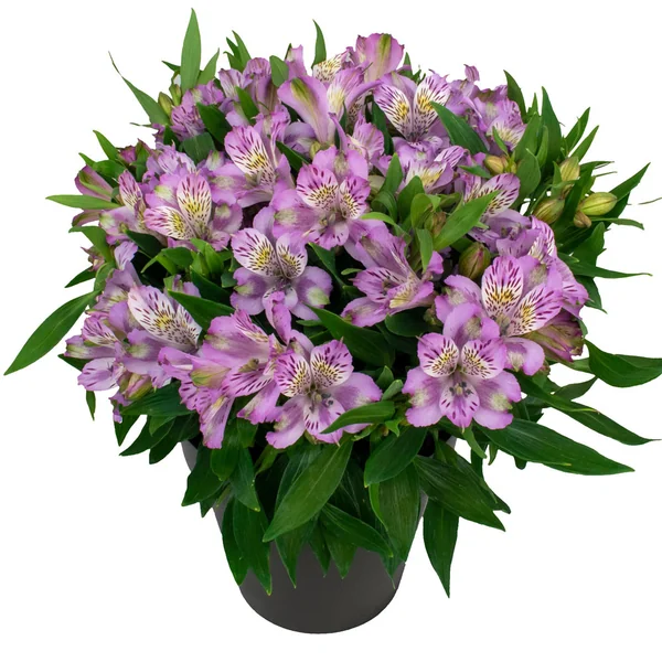 Alstroemeria Inca Ocean