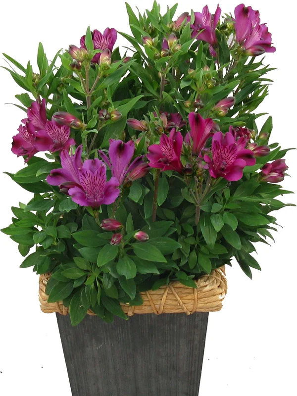 Alstroemeria Inca Replay