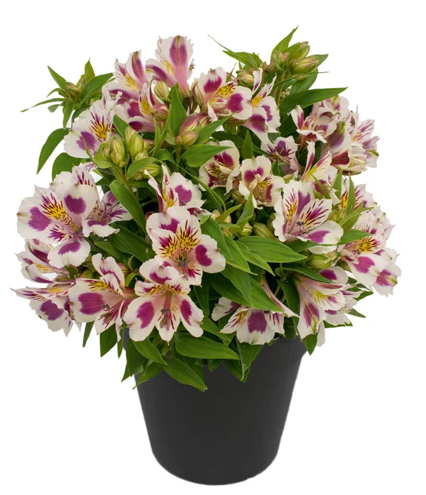 Alstroemeria Inca Viper