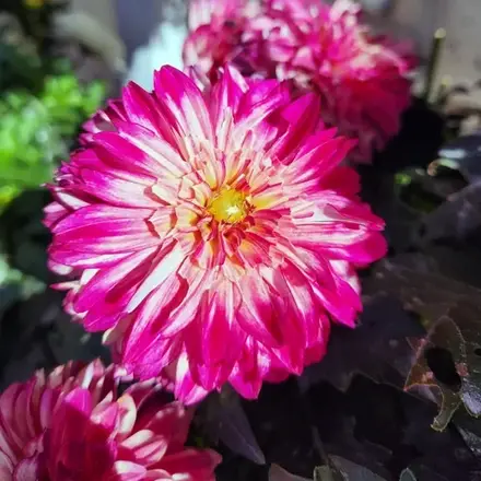 Dahlia Carnival