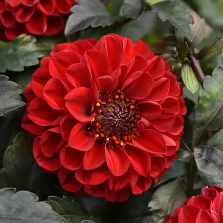 Dahlia City Lights Red