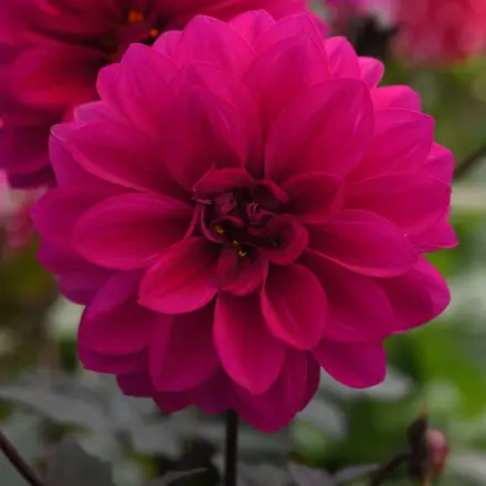 Dahlia City Lights Neon