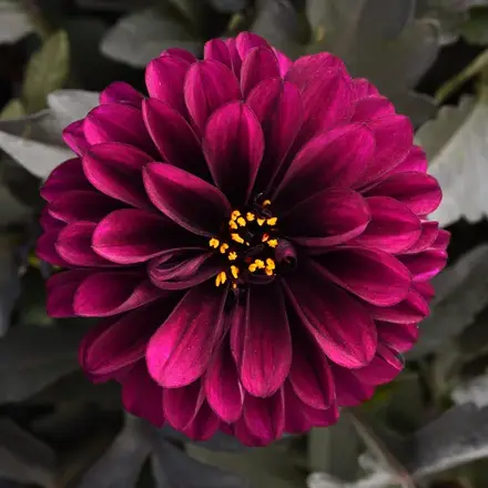 Dahlia City Lights Purple