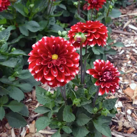Dahlia Dalina Merida