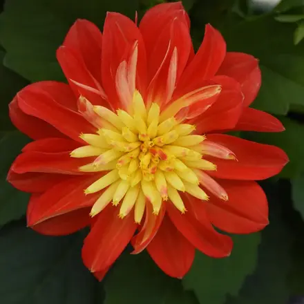 Dahlia Dalina Fireball