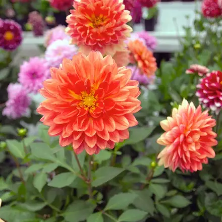 Dahlia Dalina Emilio