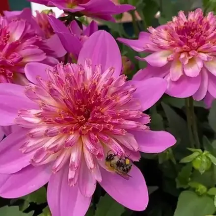 Dahlia Dalina Starburst Pink