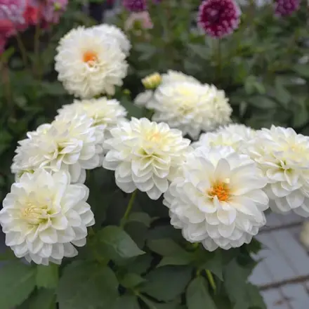 Dahlia Dalina Lopez