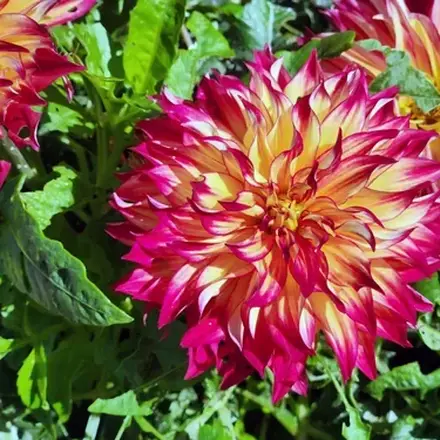 Dahlia Fiesta
