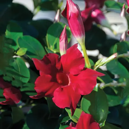 Dipladenia Jade Scarlet
