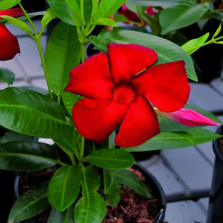 Dipladenia Jade Grenat