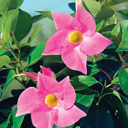 Dipladenia Jade Rose