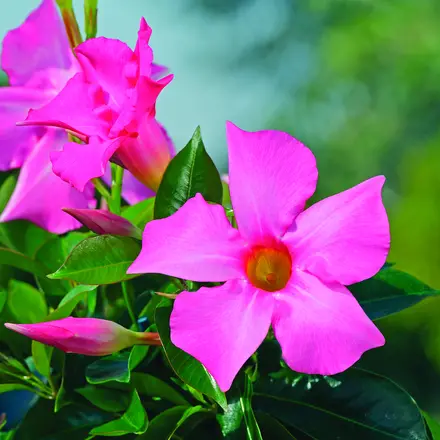 Dipladenia Opale Fuchsia Flamme