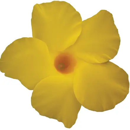 Dipladenia Opale Citrine