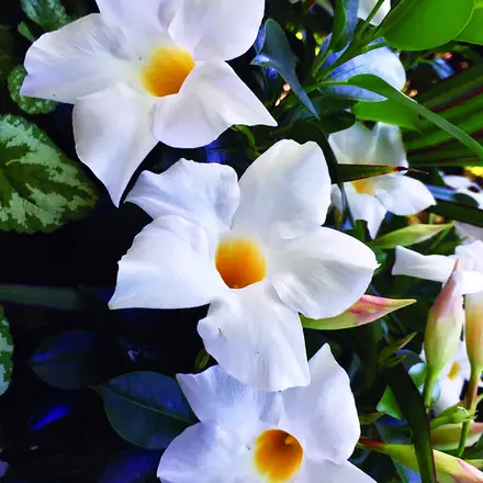 Dipladenia Pearl White