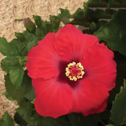 Hibiscus Rio Clara Ruby Red
