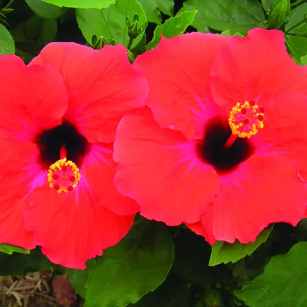 Hibiscus Rio Clara Flaming Glory