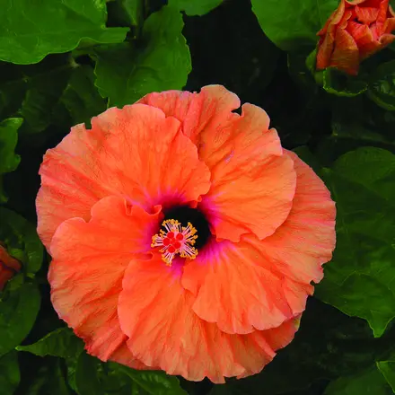 Hibiscus Rio Clara Orange Delight