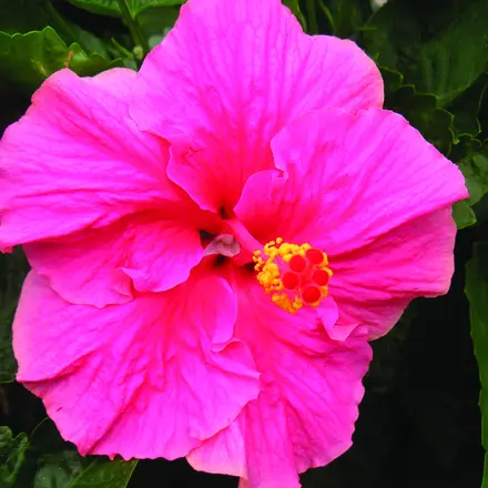 Hibiscus Rio Clara Hot Pink