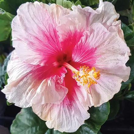 Hibiscus Rio Clara Strawberry Sundae