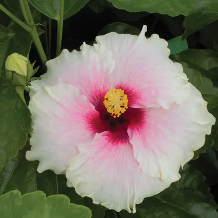 Hibiscus Rio Clara Shabby Chic