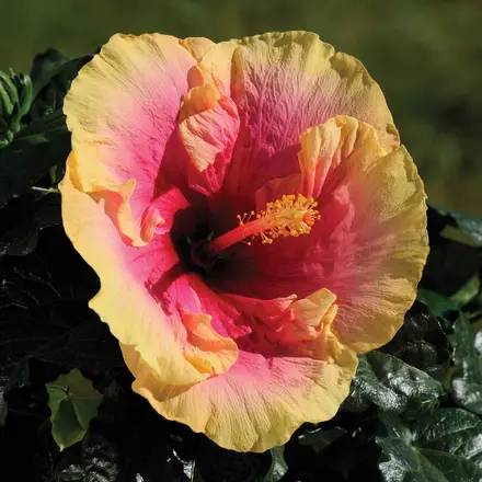 Hibiscus Rio Clara Tequila Sunrise