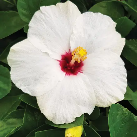 Hibiscus Rio Clara Jam Drop