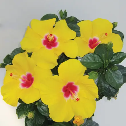 Hibiscus Rio Clara Sunshine Yellow
