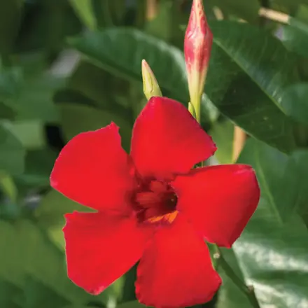 Mandevilla Agathe Scarlet