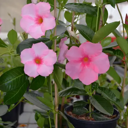 Mandevilla Agathe Rose & Pink