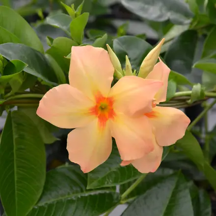 Mandevilla Emerald Amber Star