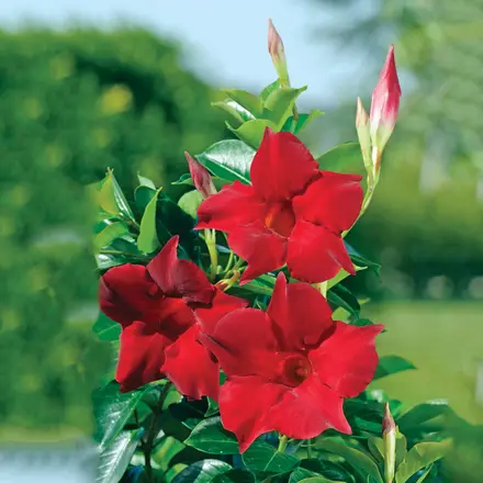 Mandevilla Topaze Vermillion