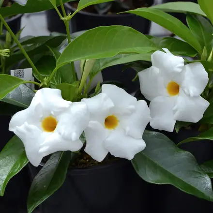 Mandevilla Topaze White