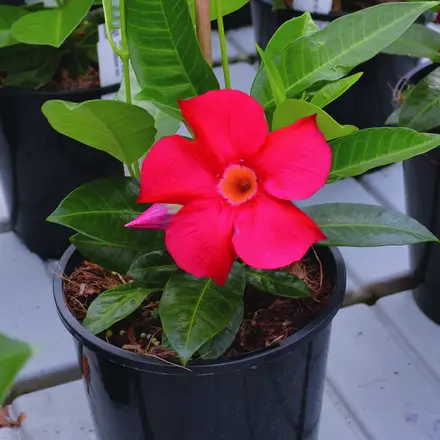 Mandevilla Tourmaline Strawberry Red