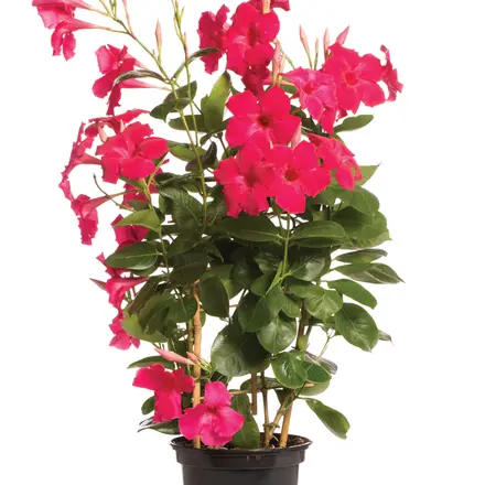 Mandevilla Tourmaline Intenze Fuchsia