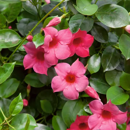 Mandevilla Tourmaline Pink
