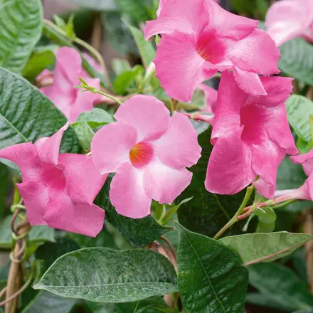 Mandevilla Tourmaline Rose