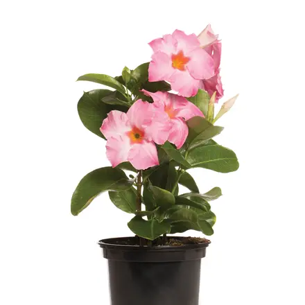 Mandevilla Tourmaline Rose Splash